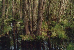 Swamp on Gnitz, island Usedom, Germany. Today a saved area. Entry prohibited. &copy; 1995 Andreas Zedler